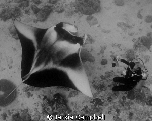 Manta with my dive buddy.....both studying each other !! by Jackie Campbell 